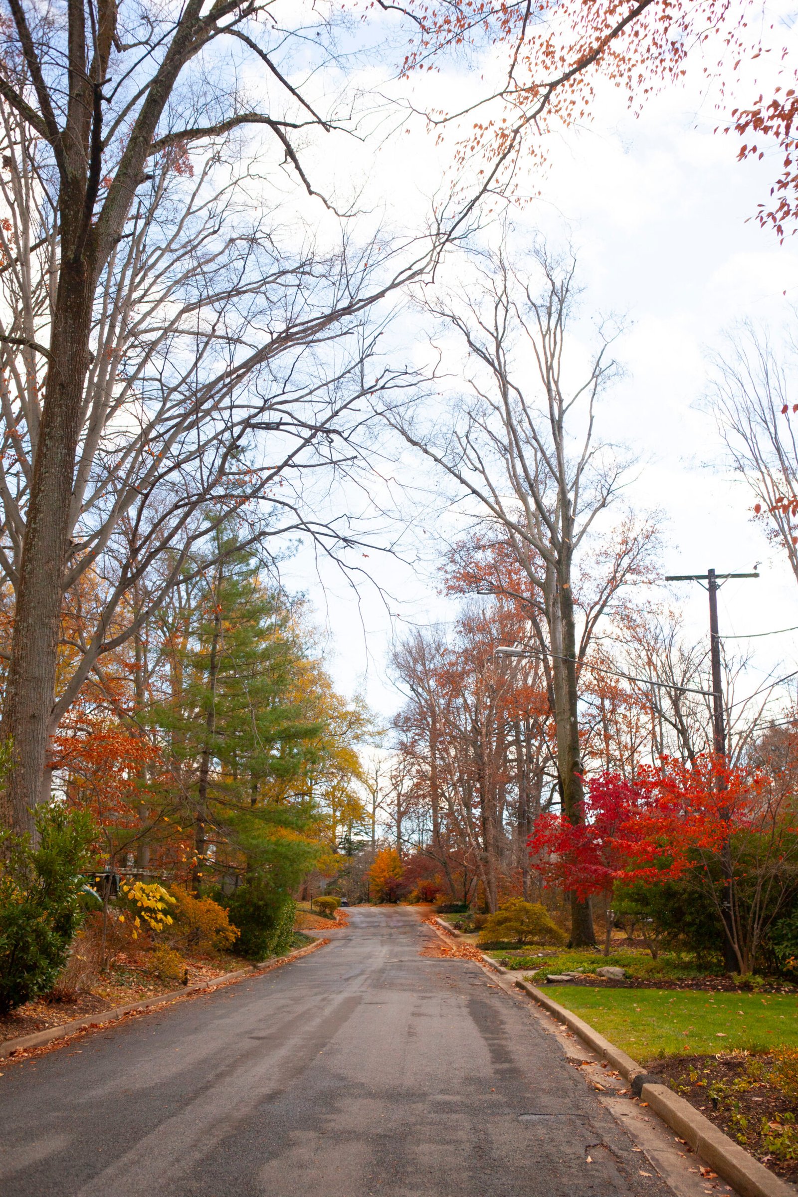 Tree-lined residential street in Bethesda Maryland
